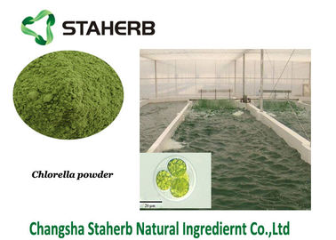 Китай Порошок зеленых водорослей порошка выдержки протеина хлореллы Вегетабле поставщик