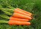 Вегетабле порошок выдержки моркови/бета порошок кас но.7235-40-7 каротина поставщик